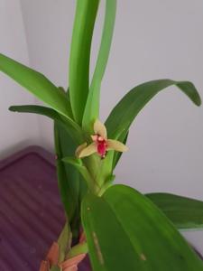 Maxillaria elatior