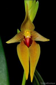Bulbophyllum amplebracteatum subsp. orthoglossum