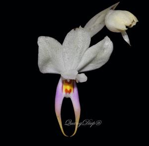 Silvorchis vietnamica