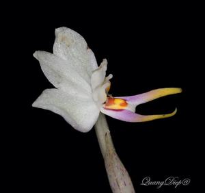 Silvorchis vietnamica