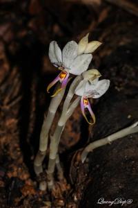 Silvorchis vietnamica