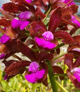 Cattleya tigrina