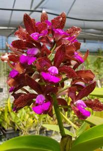 Cattleya tigrina