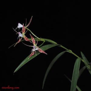 Epidendrum criniferum