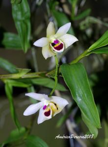 Dendrobium scoriarum