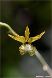 Eulophia andamanensis