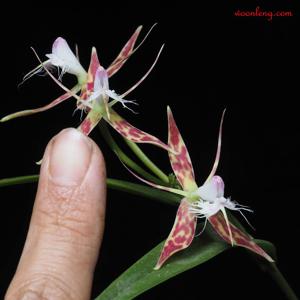 Epidendrum criniferum