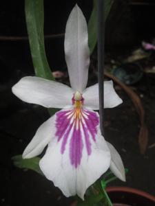 Miltonia spectabilis