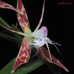 Epidendrum criniferum