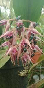 Bulbophyllum lasianthum