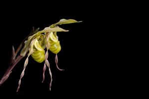 Phragmipedium pearcei