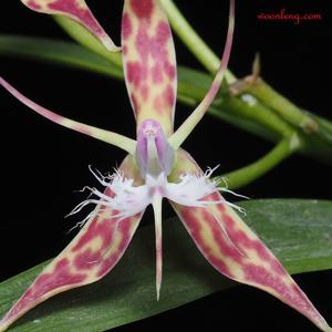 Epidendrum criniferum