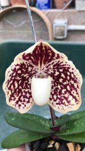 Paphiopedilum leucochilum