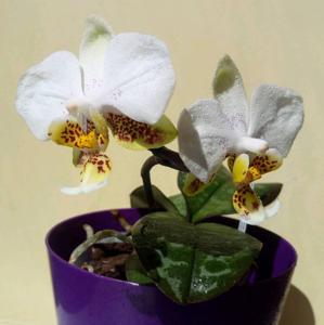 Phalaenopsis stuartiana