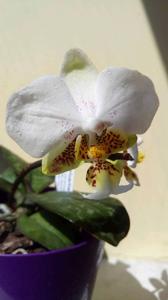 Phalaenopsis stuartiana