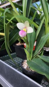 Phragmipedium schlimii var. manzurii