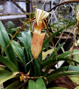 Paphiopedilum glanduliferum