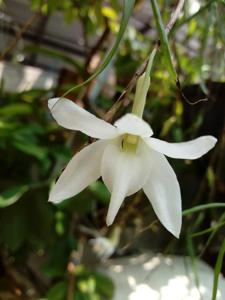Dendrobium auriculatum