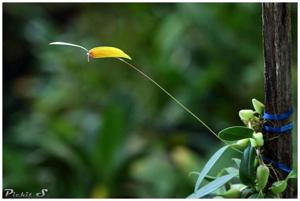 Bulbophyllum quadrangulare