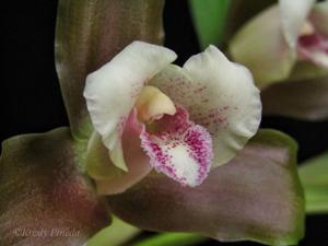 Lycaste measuresiana