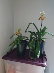 Paphiopedilum insigne