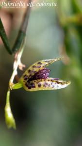 Pabstiella colorata