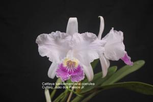 Cattleya lueddemanniana