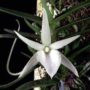 Angraecum rutenbergianum