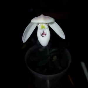 Paphiopedilum thaianum