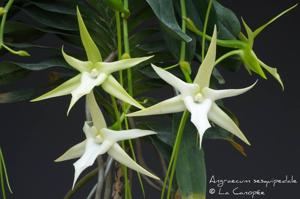 Angraecum sesquipedale