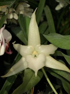 Angraecum sesquipedale