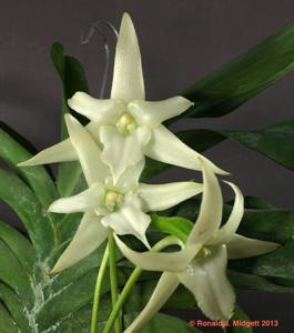 Angraecum sesquipedale