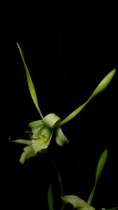 Dendrobium archipelagense