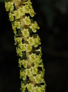 Oberonia padangensis