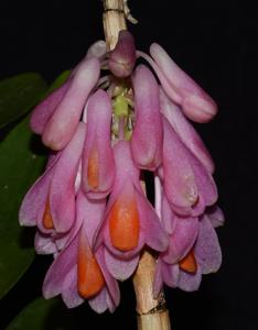 Dendrobium pseudoglomeratum