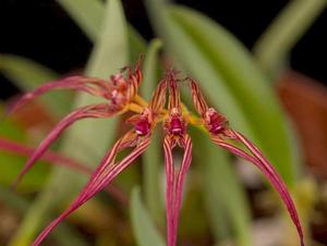 Bulbophyllum wendlandianum