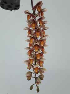 Catasetum denticulatum