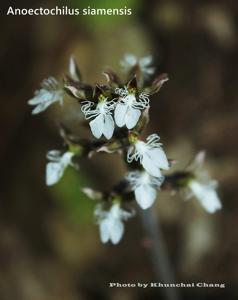 Anoectochilus albolineatus