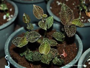 Anoectochilus albolineatus