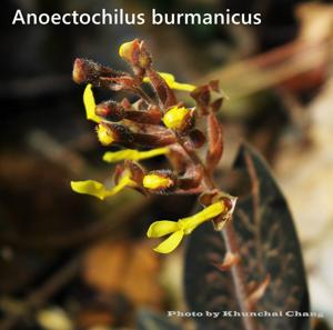 Anoectochilus burmannicus