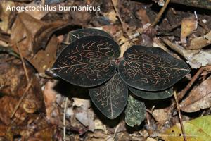 Anoectochilus burmannicus