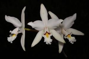 Laelia anceps subsp. dawsonii