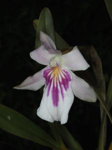 Miltonia spectabilis