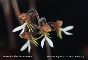 Anoectochilus formosanus