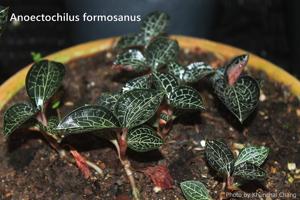 Anoectochilus formosanus