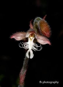 Anoectochilus reinwardtii