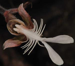 Anoectochilus roxburghii