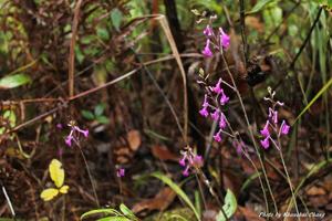 Anthogonium gracile