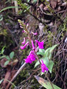 Anthogonium gracile