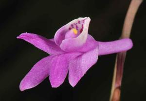 Anthogonium gracile